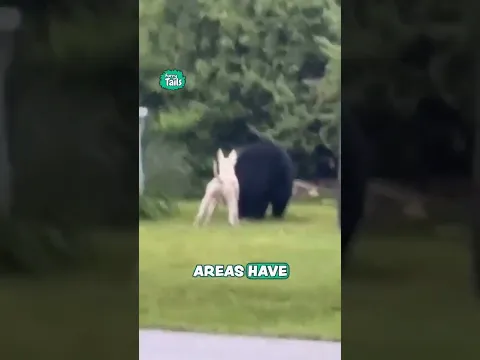 I can't believe my neighbor's dogs are off-leash 🫣🐶 #bears #dogs #caughtoncamera