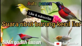 Download Suara pikat burung kecil liar | pancingan burung kecil liar | ampuh MP3