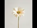 Graves Into Gardens - Anthem Worship, Genavieve Linkowski & Mass Anthem