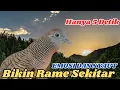 Download Lagu Perkutut Lokal Gacor Terbaru Suara Alami Tahun 2025