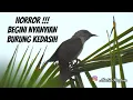 Lagu Akhirnya bisa tidur nyenyak !!! Begini suara burung kedasih bernyanyi