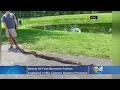 Nearly 18-Foot Burmese Python Captured in Big Cypress National Preserve