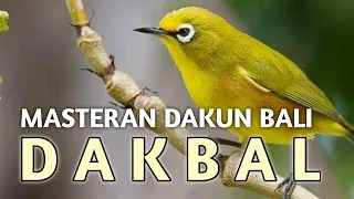 Download Masteran pleci dakun bali mudah masuk! MP3