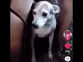 Download Lagu Tiktok dog take me into your fuk arms