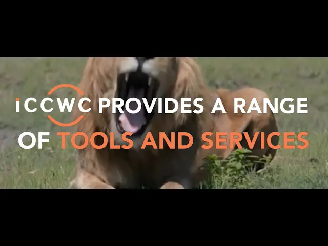 Watch ICCWC #4 - Tools on YouTube.