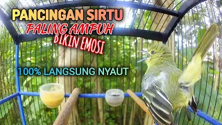 Download Pancingan sirtu/cipoh Gacor, BIKIN EMOSI SIRPU LAIN MP3