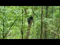 N Ga Bear hunting
