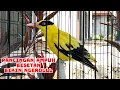 Download Lagu TEMBAKAN NGEROLLL !!! PANCINGAN KEPODANG EMAS GACOR LANTANG BONGKAR ISIAN MEMBUAT EMOSI