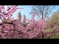 Spring Starts In New York Beautiful Cherry Blossom Trees 2023 Spring Vlog Come Walk With Me