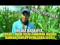 Download Lagu JARAK TANAM JAGUNG MANIS | CARA MENANAM JAGUNG MANIS