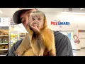 Capuchin Monkey Visits PetSmart