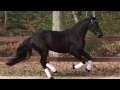 Download Lagu Merlin SHF 2012 Friesian Gelding