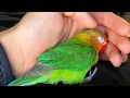 Download Lagu How to TRAIN Your little LoveBird parrot | Step by step