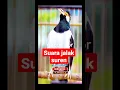 Download Lagu suara burung jalak suren #shorts