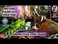 Download Lagu MASTERAN WALANG KECEK JERNIH SAMBUNG CILILIN