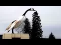 Wawa Ont celebrates Canada Day by unveiling new giant goose