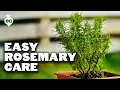 Growing Rosemary is SO Easy, You'll Have to Try To Kill It