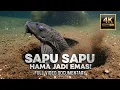 Lagu IKAN SAPU SAPU INVASI SENYAP: BAGAIMANA SATU IKAN AKUARIUM MERUNTUHKAN EKOSISTEM INDONESIA?