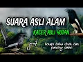 Download Lagu SUARA ASLI burung Kacer hutan