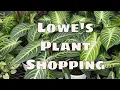 Lowes House Plant Shopping Costa Farms Galore Hard to Find Indoor Plants to Grow At Home