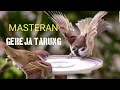Download Lagu masteran burung gereja mudah dan gampang ditiru walaupun sekali dengar