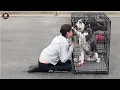 Download Lagu Old and for sales, poor dog silently shed tears when he was loved again