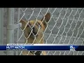 Lancaster PSPCA tries new pet adoption program