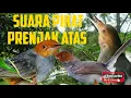 Download Lagu SUARA PIKAT PRENJAK ATAS | KLAWU