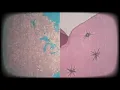 Boards of Canada - Reach for the Dead