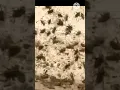 CRICKET INVASION IN ELKO NEVADA