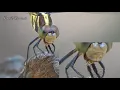 The Ultimate Mosquito Slayer A Dragonfly s Feasting in 4K Dragonfly eating mosquito