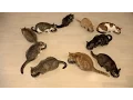 Lagu 10 Cats Eat  Family Meals Together Every Day☆毎日一緒に食べる10匹の猫