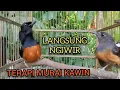 Download Lagu TERAPI MURAI KAWIN || LANGSUNG BIKIN GACOR MURAI JANTAN LAIN BIKIN NGIWIR MURAI BETINA  #choelua