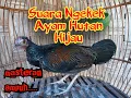 Download Lagu Suara ayam hutan hijau jantan muda ngekek belajar berkokok. Masteran ayam hutan