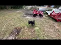 Vega - Miniature Blue Heeler