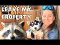 How to Get Rid of a Raccoon Fast Humane DIY