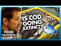 The extinction of cod fish