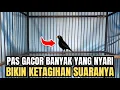 Lagu PANTES ‼️ BANYAK YANG NYARI BURUNG INI ! KALAU SUDAH GACOR SUARANYA MEWAH ! ENAK DI DENGAR