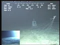 Bigfin Squid spotted in 2013 magnapinna squid