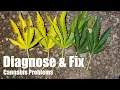 Diagnosing and Fixing Cannabis Grow Problems