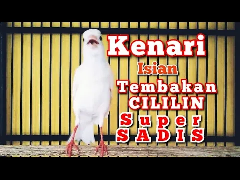 Download MP3 BURUNG KENARI ISIAN CILILIN SUPER SADIS DAN DURASI PANJANG