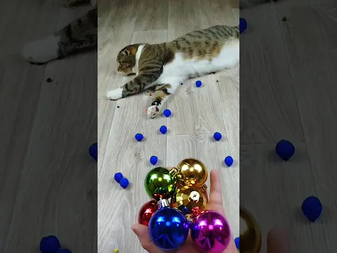 Cat Barsik 🔵 Balls 🌈 Reverse video #marblerunandmore #cat #reverse