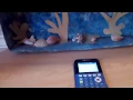I made Snake a Memory Game and Pong on my TI-84 Calculator
