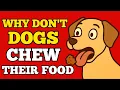 Why Dogs Swallow Food Whole The Surprising Truth