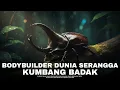 Download Lagu Serangga Terkuat di Bumi! Bisa Angkat 850 Kali Berat Tubuhnya | #Alamaya