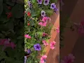 Download Lagu Phool to Phool hai aankhon se ghire rahte h #emotions #shayari #shorts #phool #flowers #waitforend