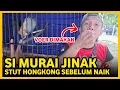 Lagu RAWATAN MURAI JINAK ANDRI BOLANG ‼️ ADIPATI MAKAN VOER RAMPES ‼️ JUARA 1 di MBB