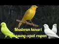 Lagu Masteran kenari langsung cepat respon