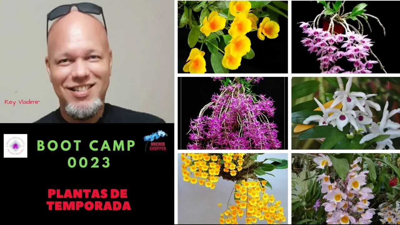 BOOT CAMP 0023: ORQUÍDEAS DE TEMPORADA