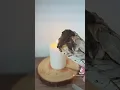 Unlocking Magic Using White Candles in Witchcraft